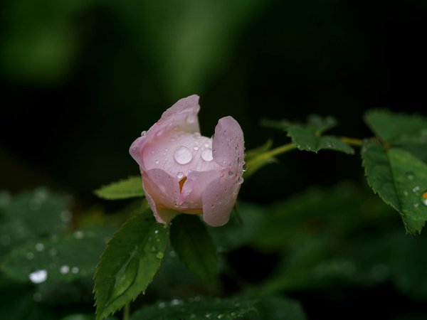 Les pièges à esquiver dans la réalisation d'une maison en bois : conseils essentiels